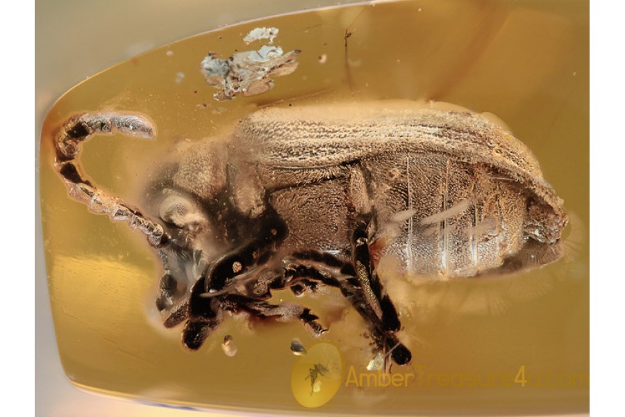 ANOBIIDAE Eucradinae Huge BEETLE in BALTIC AMBER 1067 ANOBIIDAE Eucradinae Huge BEETLE in BALTIC AMBER 1067