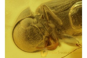 ANOBIIDAE Great Death-Watch BEETLE in BALTIC AMBER 168
