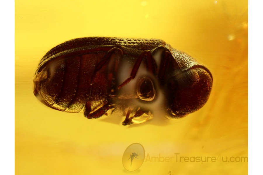 ANOBIIDAE Great Death-Watch BEETLE in BALTIC AMBER 507