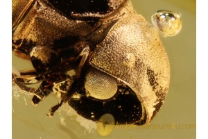 ANOBIIDAE PTINIDAE Death-Watch BEETLE in BALTIC AMBER 681