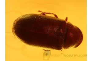 ANOBIIDAE PTINIDAE Gastrallus BEETLE in BALTIC AMBER 804