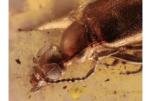 ANTHICIDAE Superb Ant-Like Beetle in BALTIC AMBER 1191