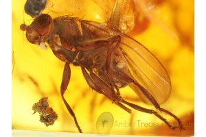 ANTHOMYZID FLY Inclusion Genuine BALTIC AMBER 243