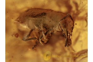 ANTHRIBIDAE Fungus Weevil in BALTIC AMBER 1073