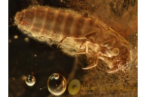 AQUATIC Large Scirtid Larvae in BALTIC AMBER 890
