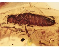 AQUATIC Scirtidae Larvae in BALTIC AMBER 1186