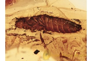 AQUATIC Scirtidae Larvae in BALTIC AMBER 1186