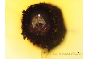 AQUATIC Trichoptera LARVA w CASE in BALTIC AMBER 627