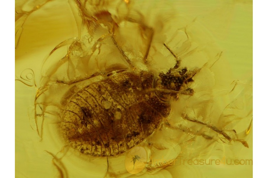 ARADIDAE FLAT BUG in Genuine BALTIC AMBER 106