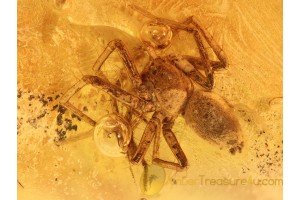 ARANEAE Great SPIDER in BALTIC AMBER 824