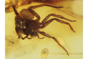 ARANEAE Great looking Large SPIDER in BALTIC AMBER 420