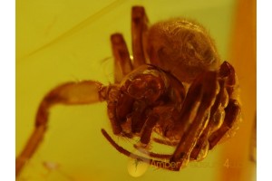 ARANEAE Large SPIDER in Huge BALTIC AMBER 84