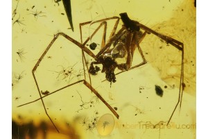 ARANEAE Nice Looking SPIDER in BALTIC AMBER 404
