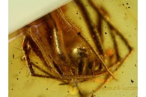 ARANEAE Nice SPIDER in BALTIC AMBER 542