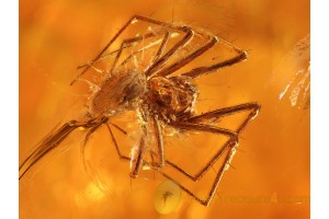 ARANEAE Nice SPIDER in BALTIC AMBER 823