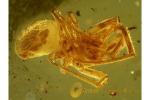 ARANEAE Nice looking SPIDER in BALTIC AMBER 492