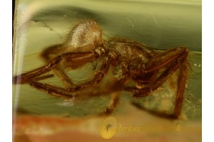 ARANEAE Nice looking SPIDER in BALTIC AMBER 541