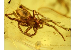 ARANEAE SPIDER & BITING MIDGES in BALTIC AMBER 495
