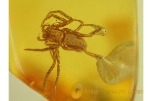 ARANEAE SPIDER w METHANE Bubble in BALTIC AMBER 217