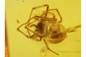 ARANEAE SPIDER w WATER  in BALTIC AMBER 219