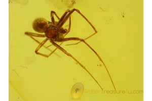 ARANEAE Superb looking SPIDER in BALTIC AMBER 128