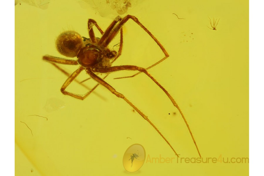 ARANEAE Superb looking SPIDER in BALTIC AMBER 128 ARANEAE Superb looking SPIDER in BALTIC AMBER 128
