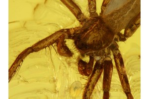 ARANEAE Superb looking SPIDER in BALTIC AMBER 490