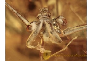 ARCHAEA PARADOXA Spider in BALTIC AMBER 1046