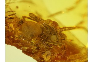 ARCHAEIDAE ASSASSIN SPIDER in BALTIC AMBER 131