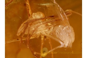 ARCHAEIDAE ASSASSIN SPIDER in BALTIC AMBER 540