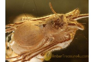 ARCHAEIDAE ASSASSIN SPIDER in BALTIC AMBER 870