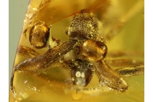 ARCHAEIDAE Great ASSASSIN SPIDER in BALTIC AMBER 494