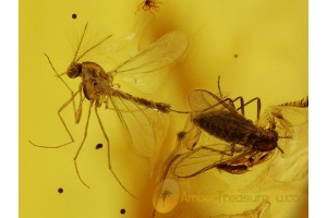 Almost MATING CHIRONOMID MIDGES in BALTIC AMBER 308
