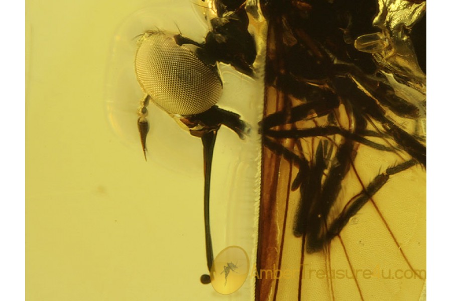 Amazing EMPIDID DAGGER FLY in BALTIC AMBER 350 Amazing EMPIDID DAGGER FLY in BALTIC AMBER 350