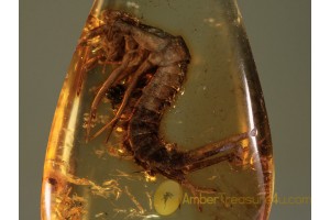 Archaeognatha BRISTLETAIL Inclusion in BALTIC AMBER 377