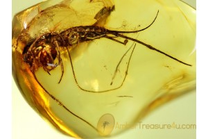 Archaeognatha Giant Great Looking BRISTLETAIL in BALTIC AMBER 91