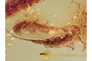 Archaeognatha Nice BRISTLETAIL in BALTIC AMBER 1136