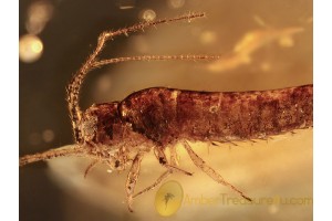 Archaeognatha Superp BRISTLETAIL in BALTIC AMBER 1061