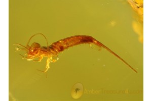 Archaeognatha Well Preserved BRISTLETAIL in BALTIC AMBER 94