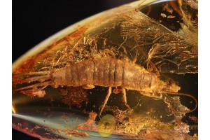 Archaeognatha Weel Preserved BRISTLETAIL in BALTIC AMBER 903