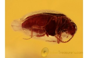 Artematopodid Soft-Bodied Plant BEETLE BALTIC AMBER 1166