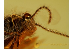 Artematopodidae Electribius  Plant BEETLE in BALTIC AMBER 576