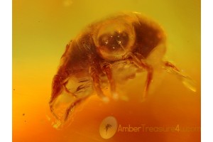 BDELLIDAE Great Snout MITE in BALTIC AMBER 317