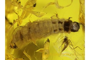 Soft-Wing Flower BEETLE LARVAE & MORE in BALTIC AMBER 51