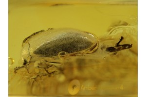 BEETLE w ELONGATED GENITALIA in BALTIC AMBER 295