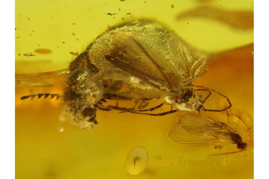 BEETLE with SERRATE ANTENNA & COCCID PUTOIDAE in BALTIC AMBER
