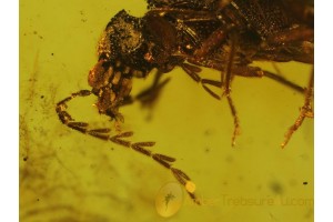 PTILODACTYLIDAE TOE-WINGED BEETLE  in BALTIC AMBER