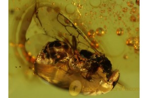 BETHYLID WASP Inclusion in Genuine BALTIC AMBER