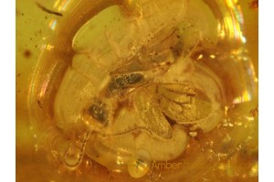 BETHYLID WASP Inclusion in Genuine BALTIC AMBER