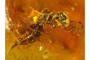 BETHYLID WASP Inclusion in Genuine BALTIC AMBER